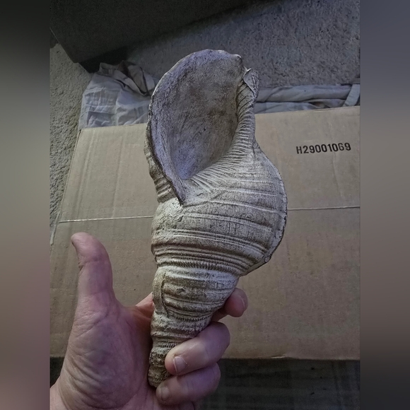Decorative Conch Shell, Good Condition - Picture 2 of 2
